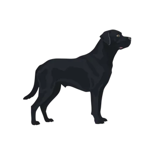 Tennessee Cash For Homes Mascot Black Labrador Birddog